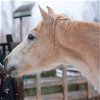 adoptable Horse in kanab, UT named Quinn