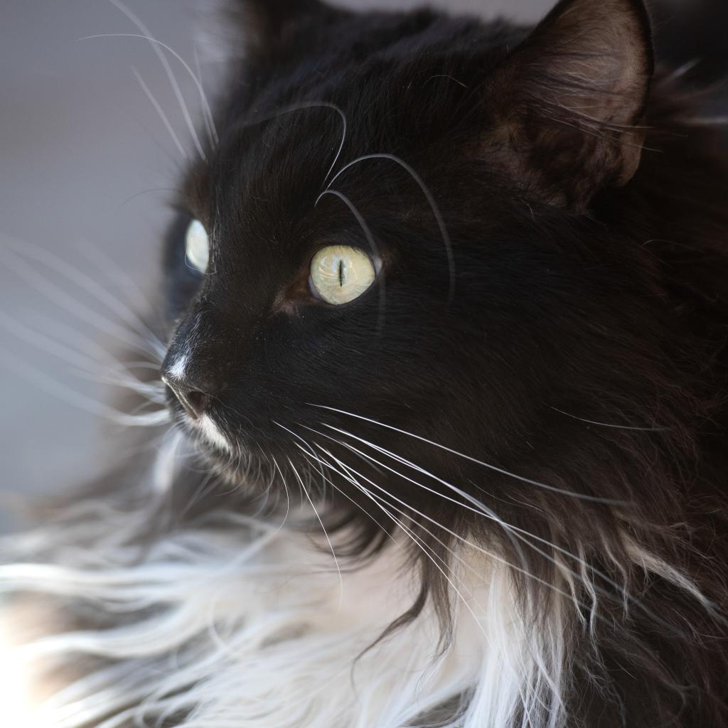 Netherlands - Domestic Medium Hair