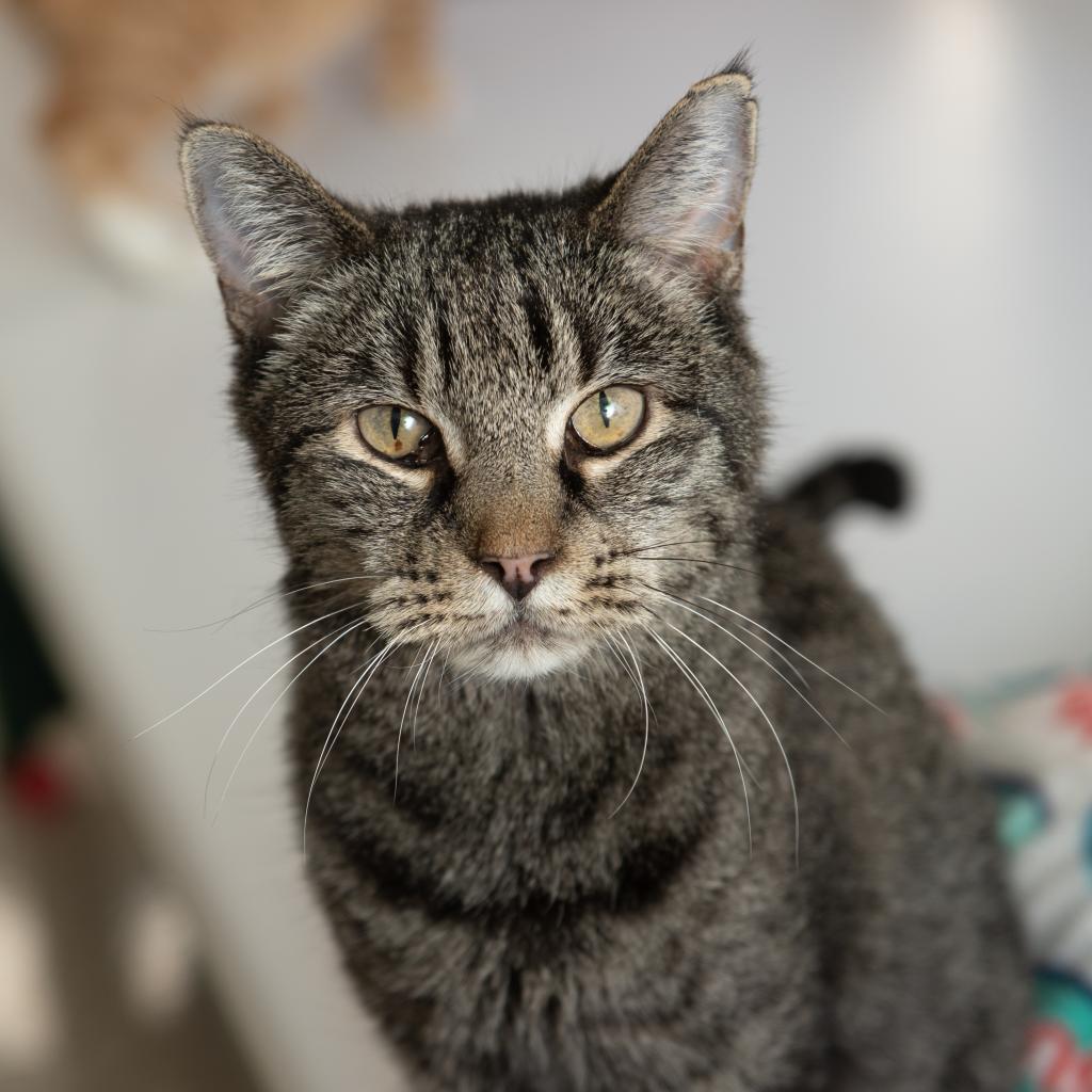 Jody - Domestic Short Hair