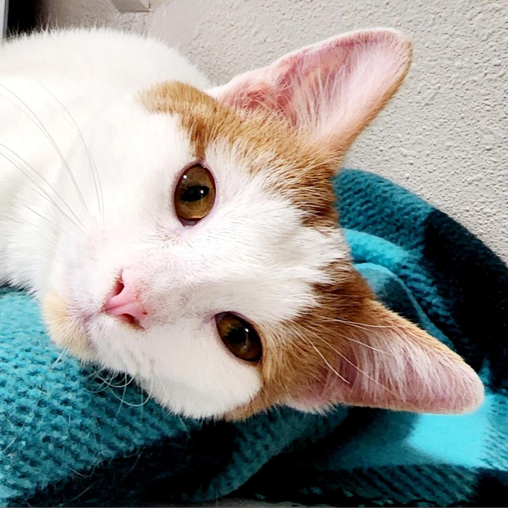 adoptable Cat in Kanab, UT named Howard