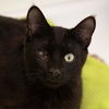 adoptable Cat in Kanab, UT named Micah