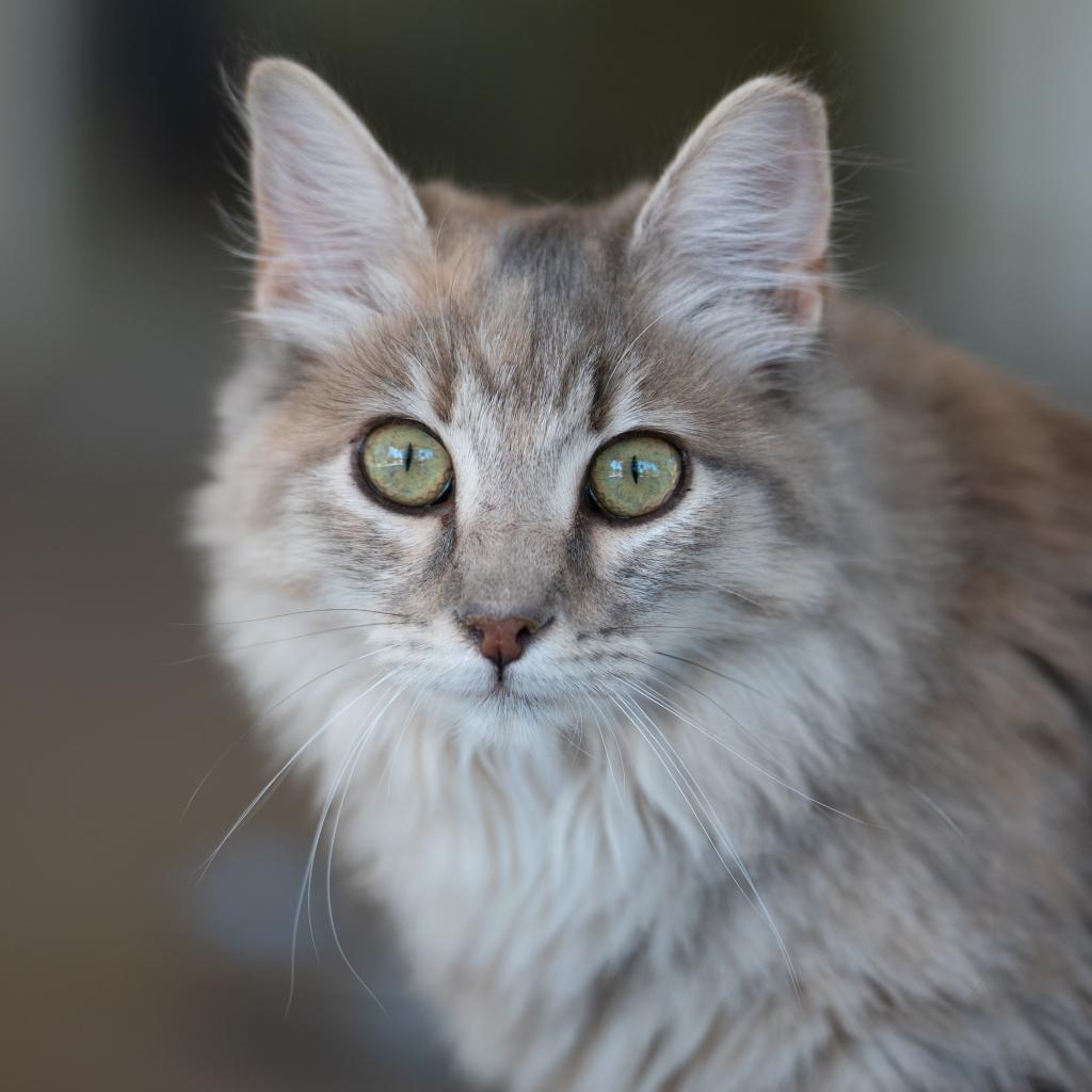 Major - Domestic Long Hair