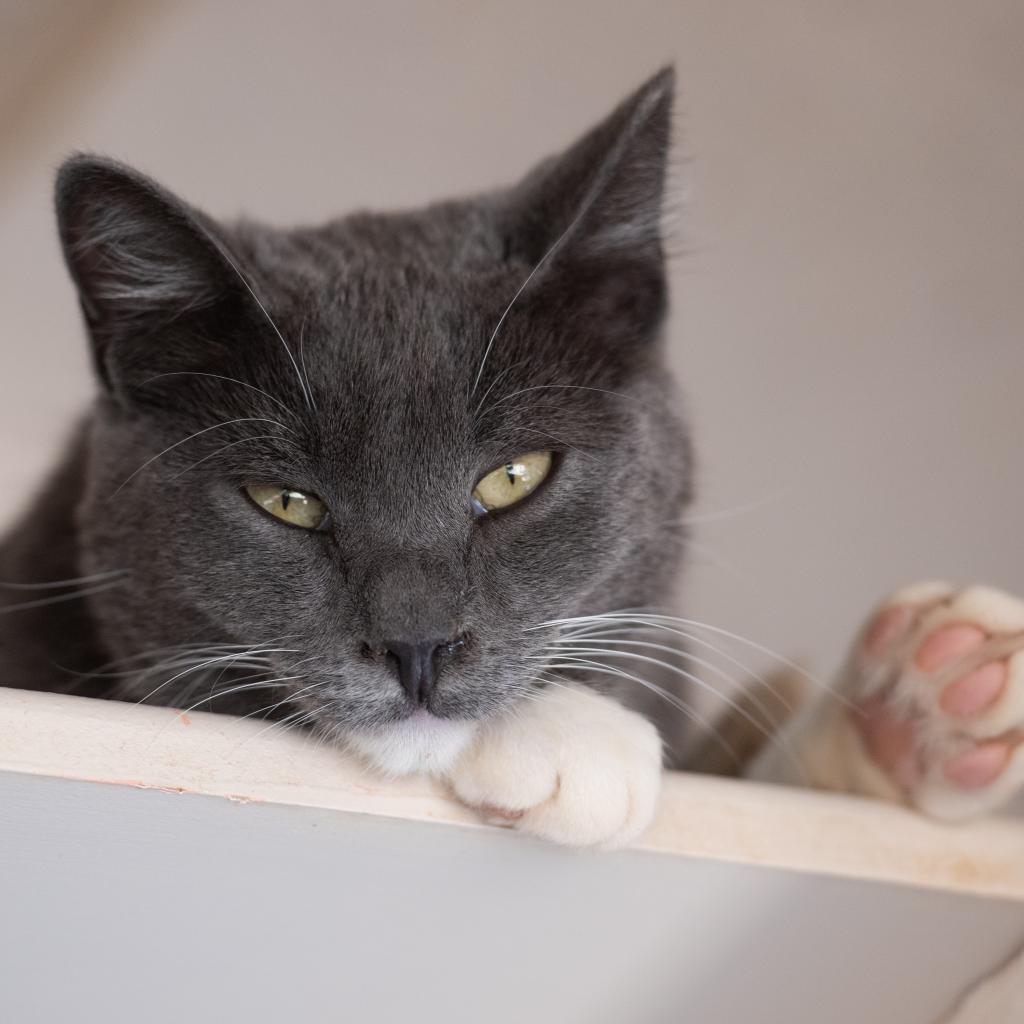 Legion - Domestic Short Hair