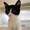 adoptable Cat in kanab, UT named Romania