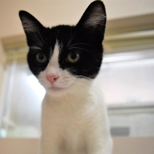 Romania, Young Domestic Short Hair, cat for adoption in Kanab, Utah
