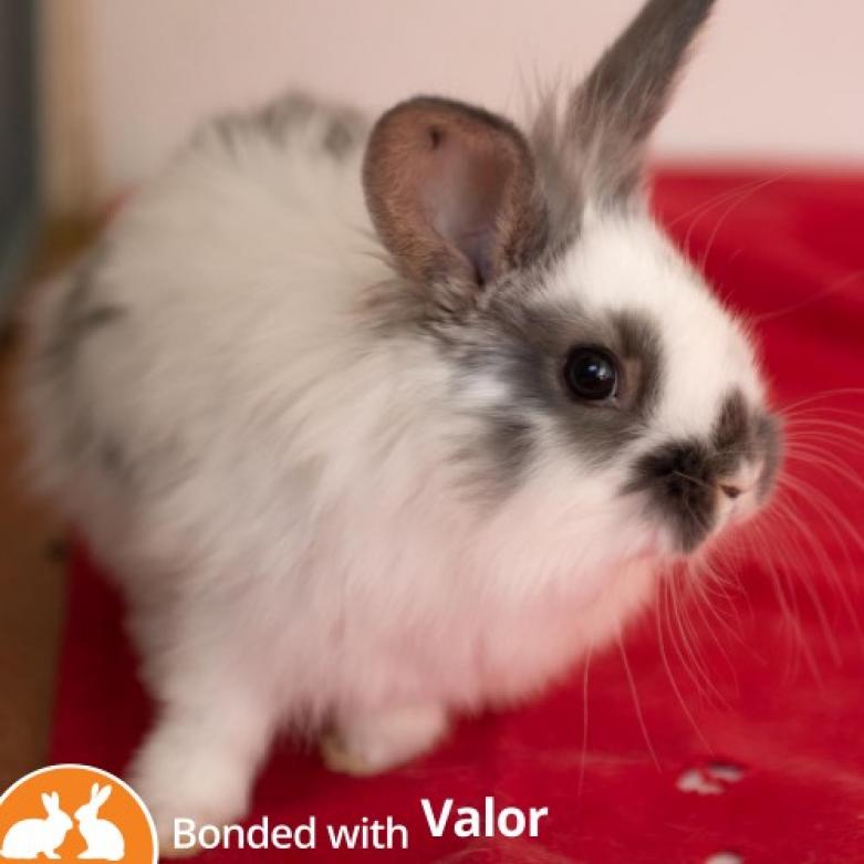 Adoptable Female Female