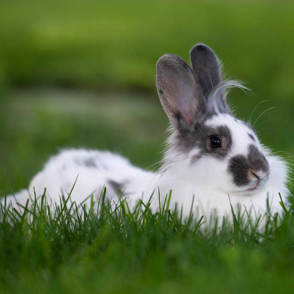 Adoptable Female Female