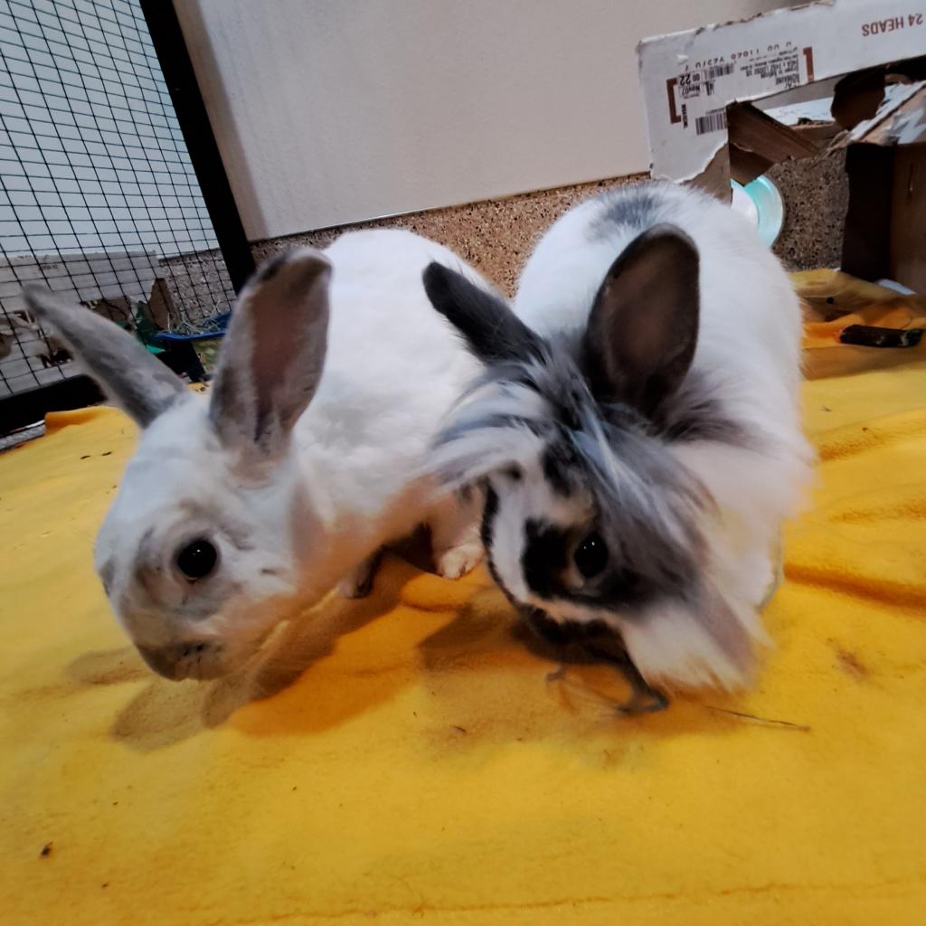 Adoptable Male Male