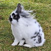 adoptable Rabbit in Kanab, UT named Gordo