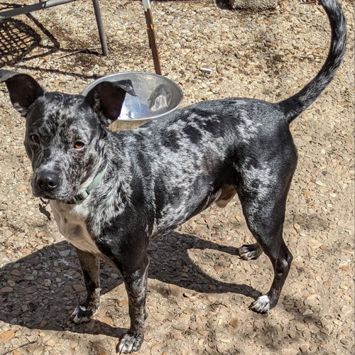 Lennon — thumbnail 11