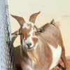 adoptable Goat in Kanab, UT named Rusty