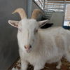 adoptable Goat in  named Milli