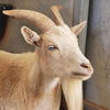 adoptable Goat in Kanab, UT named Vanilli