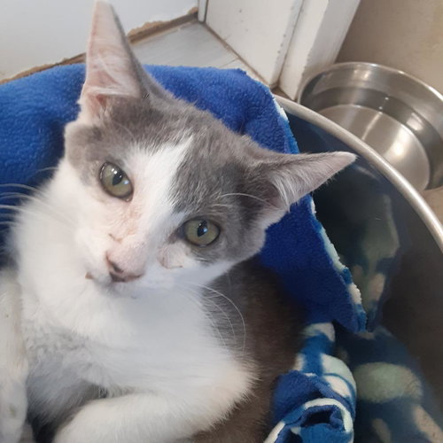 Genie, an adoptable Domestic Short Hair in Kanab, UT