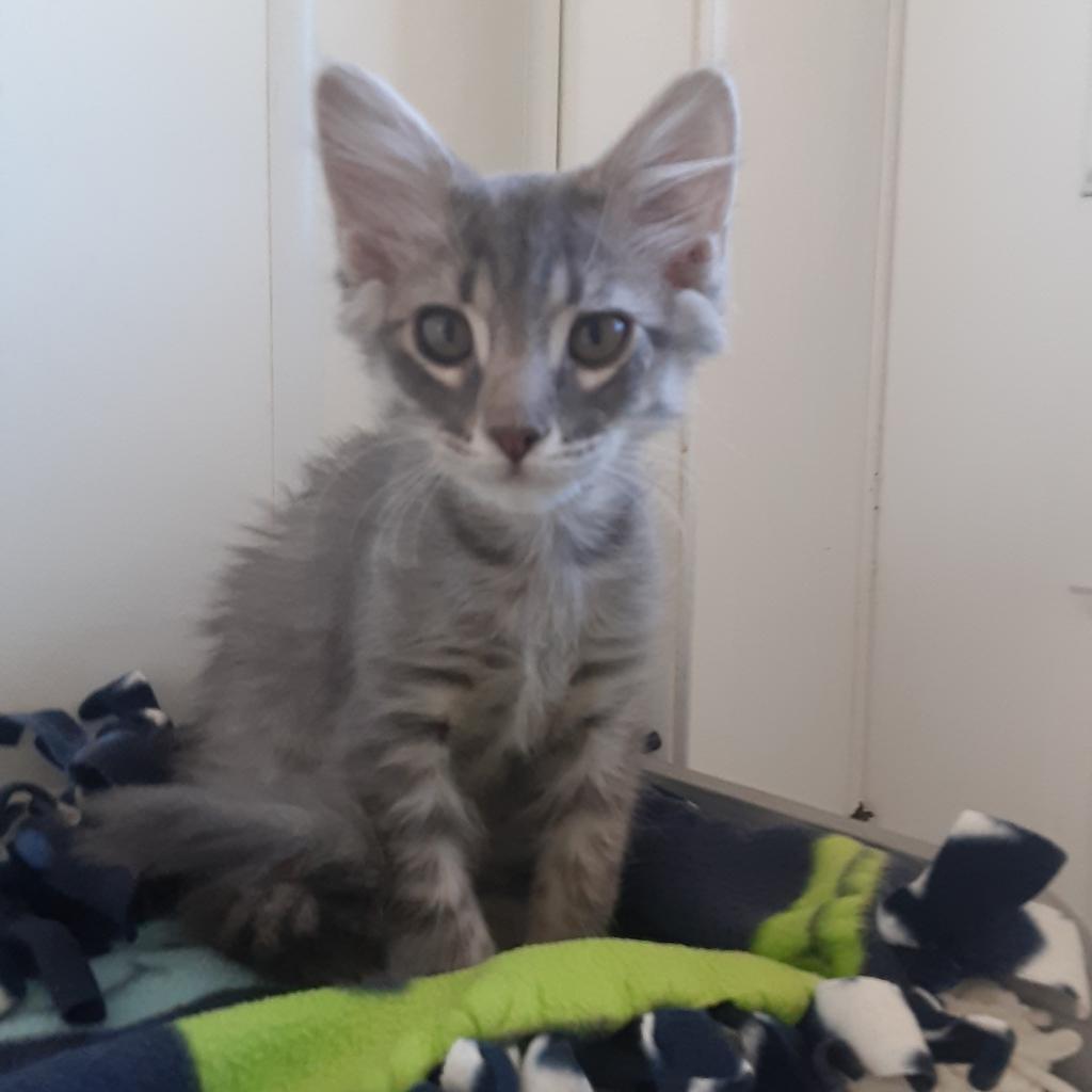 Adoptable Male Male