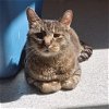 adoptable Cat in kanab, UT named Raja