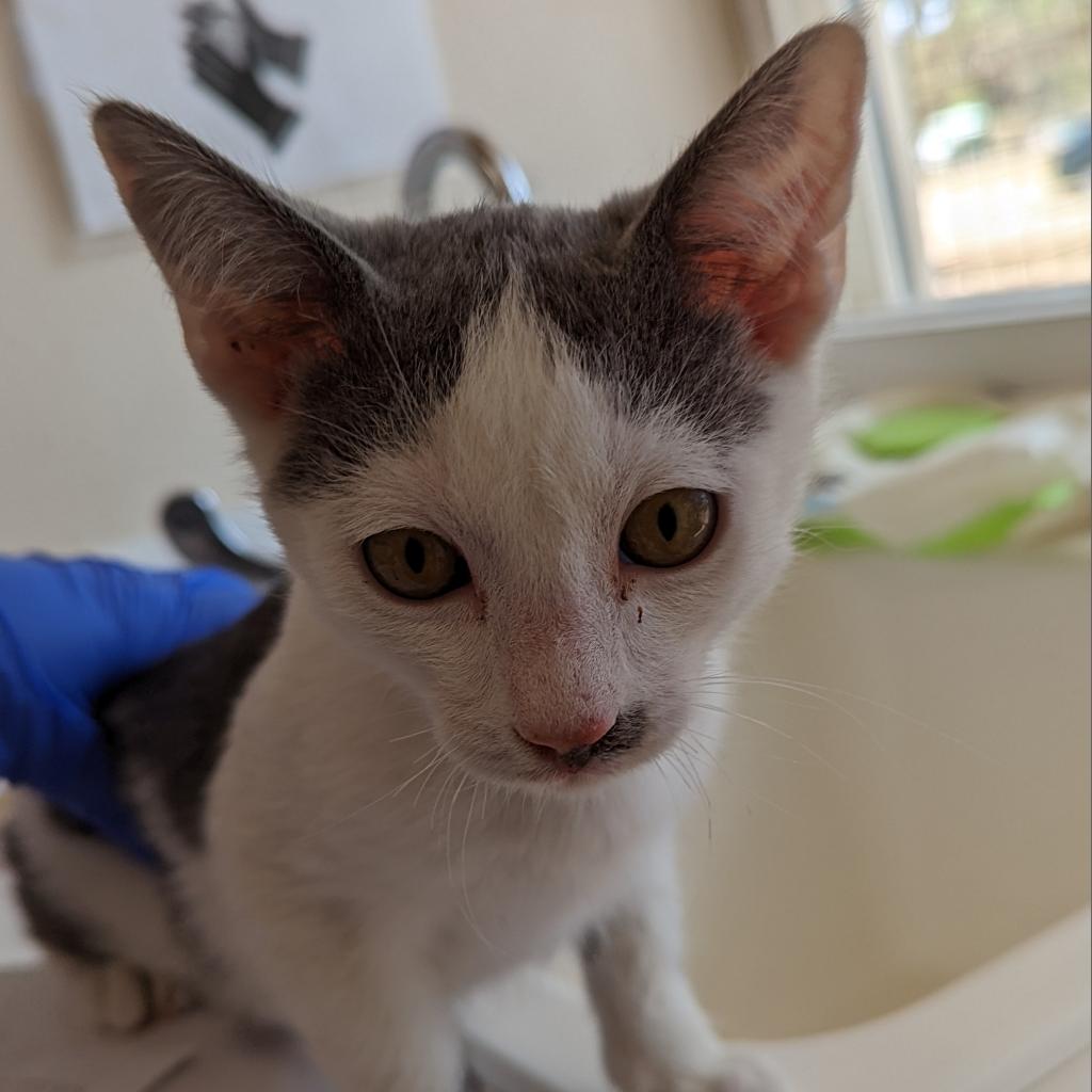 Adoptable Male Male