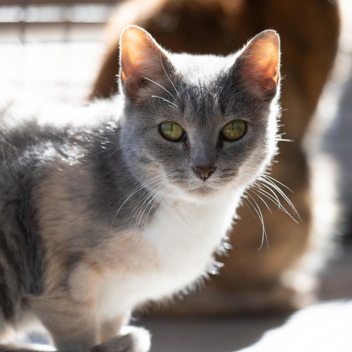 Sally, an adoptable Domestic Short Hair in Kanab, UT