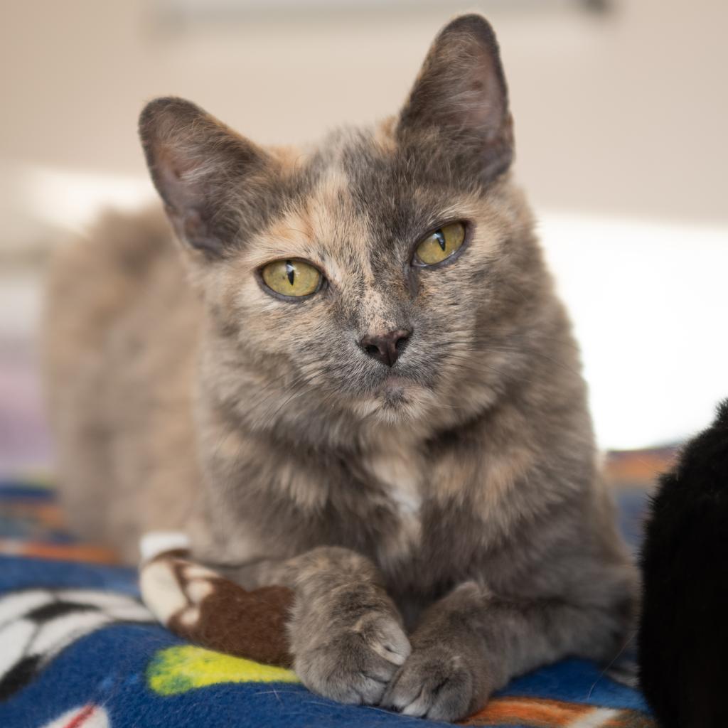 Steffie - Domestic Short Hair
