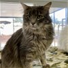 adoptable Cat in  named Sunchip