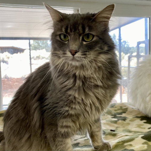 Sunchip, Adult Domestic Medium Hair, cat for adoption in Kanab, Utah