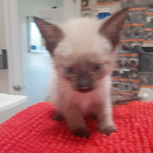 Sandy, an adoptable Siamese in Kanab, UT