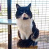 adoptable Cat in Kanab, UT named Panda