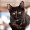 adoptable Cat in Kanab, UT named Shelli