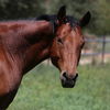 adoptable Horse in  named Lucky