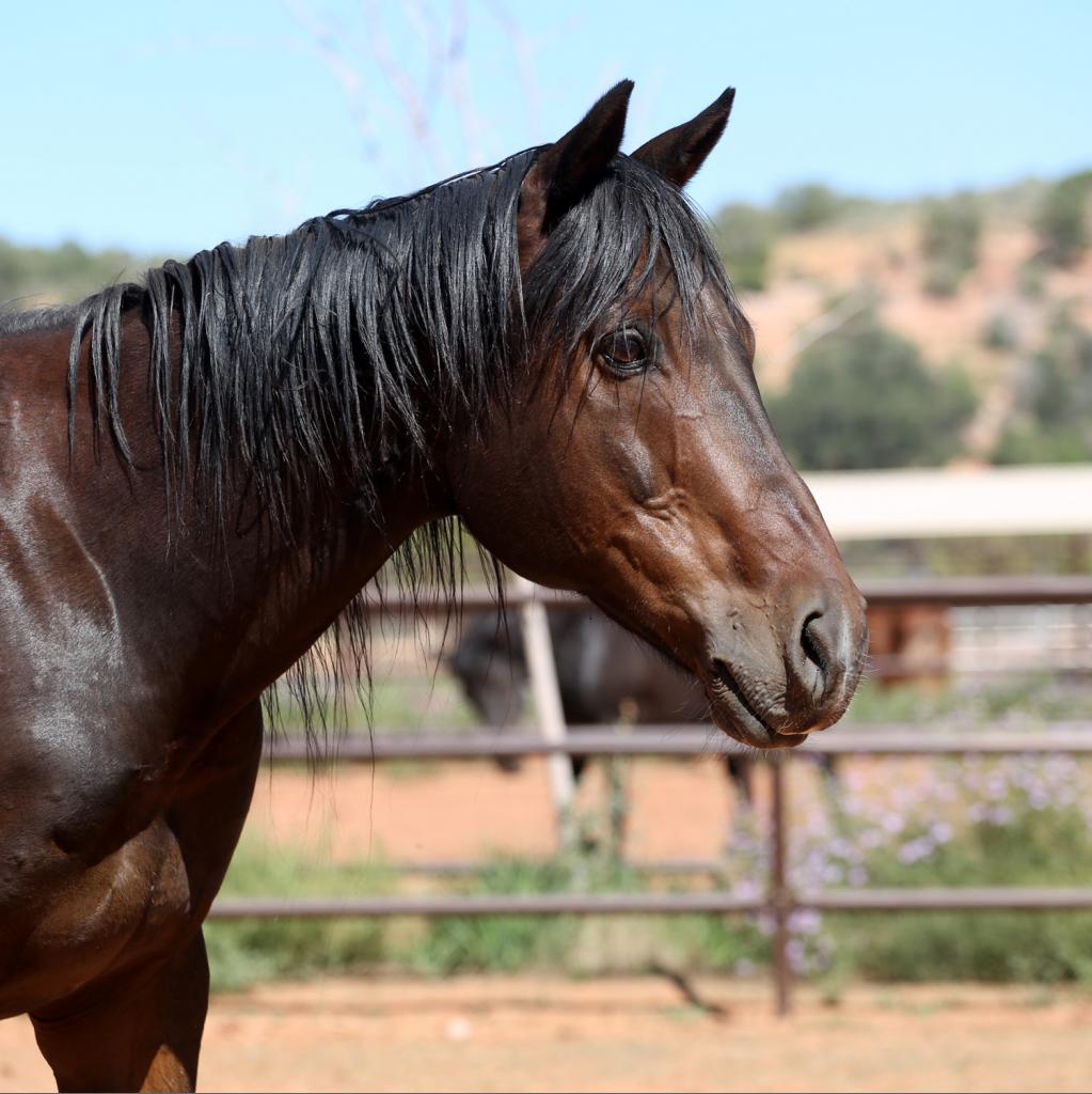 Adoptable Male Male