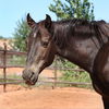 adoptable Horse in  named Buster