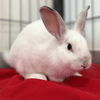 adoptable Rabbit in Kanab, UT named Yeti