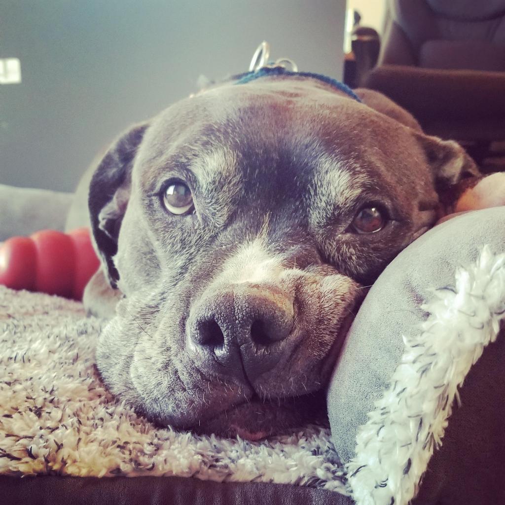 Adoptable Female Female