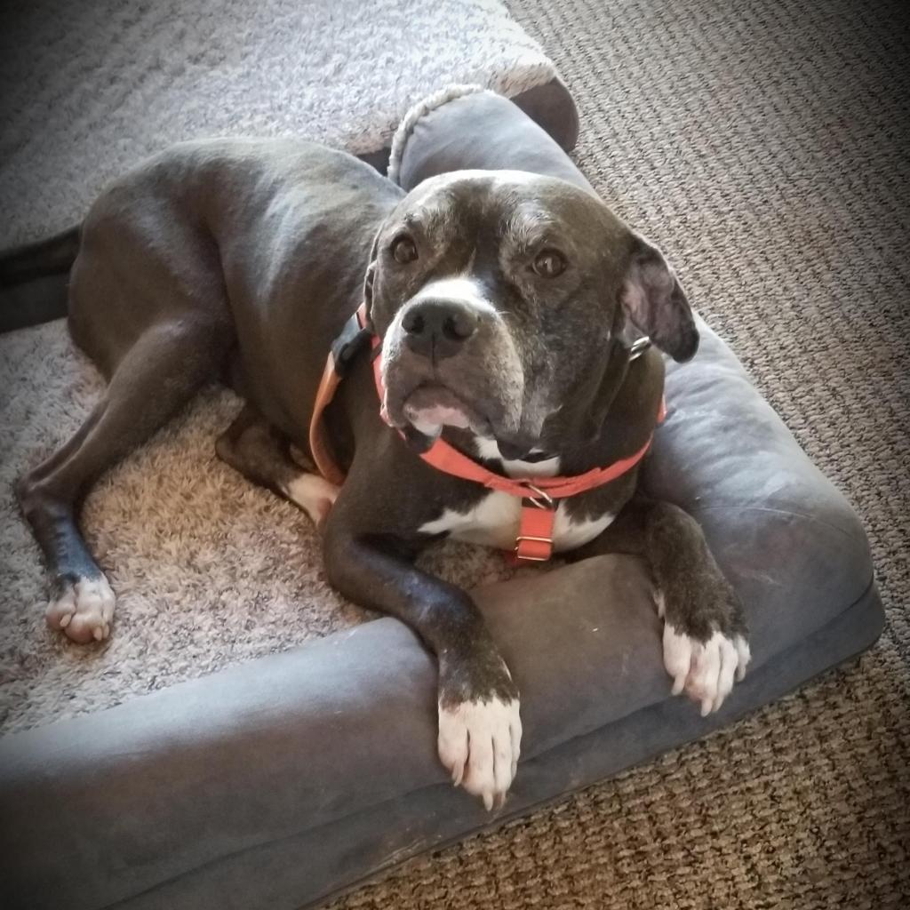Adoptable Female Female