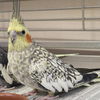 adoptable Bird in Kanab, UT named Ada Lovelace