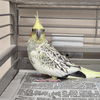 adoptable Bird in Kanab, UT named Marie Curie