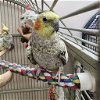 adoptable Bird in  named Rosalind Franklin