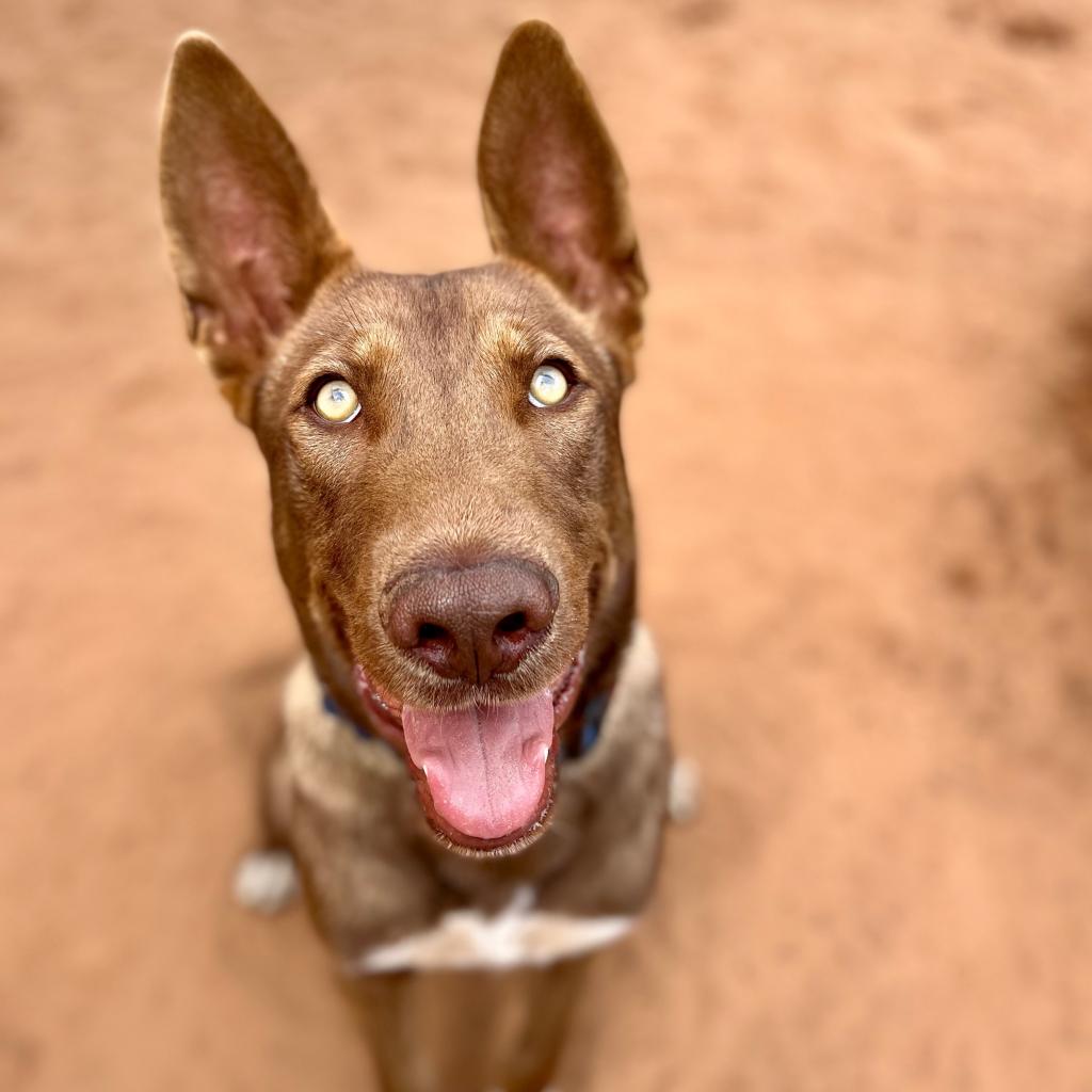 adoptable Dog in Kanab, UT named Clint