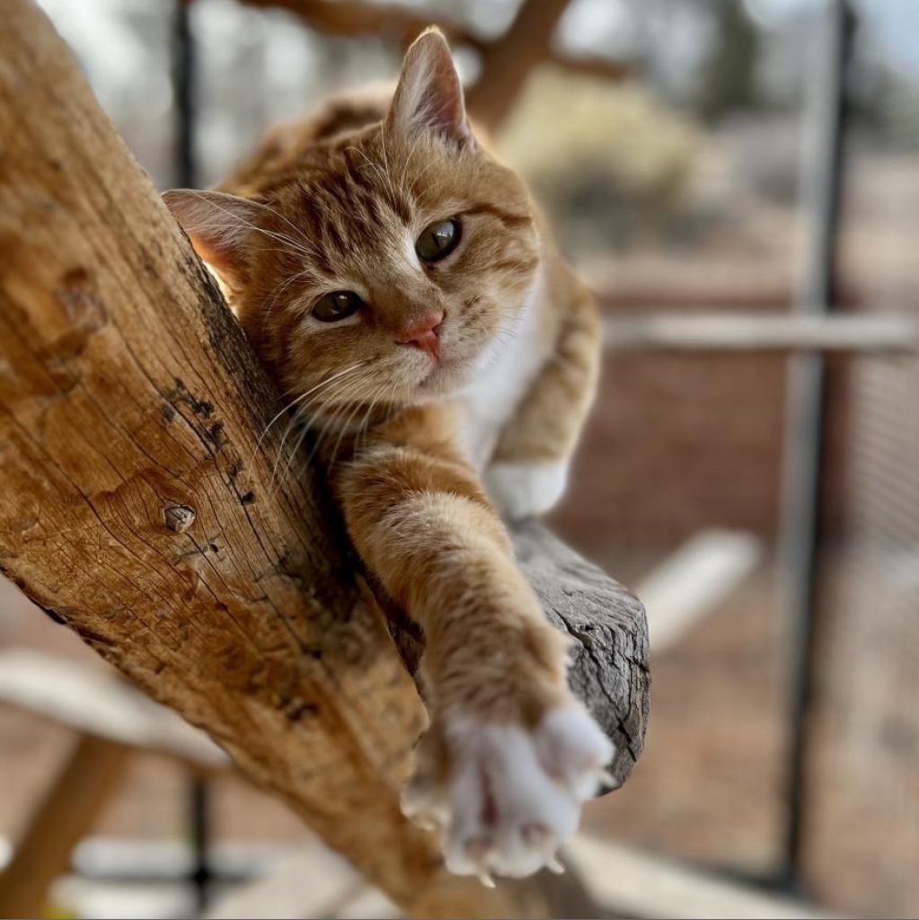 Torrance - Domestic Short Hair