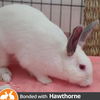 adoptable Rabbit in  named Daisy