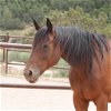 adoptable Horse in , UT named Leroy Brown