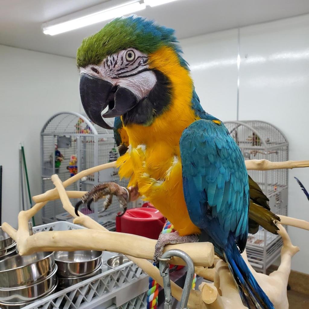 Captain - Macaw