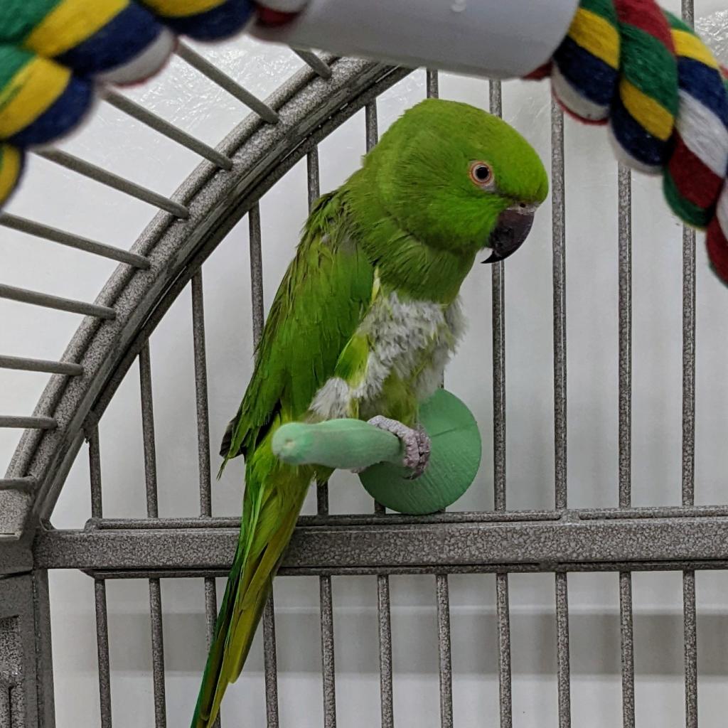 Adoptable Female Female