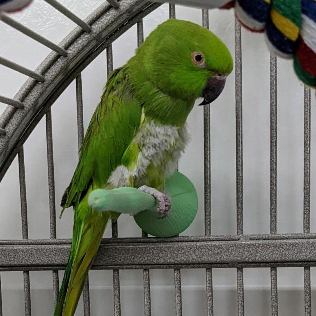 Perry - Parakeet - Other