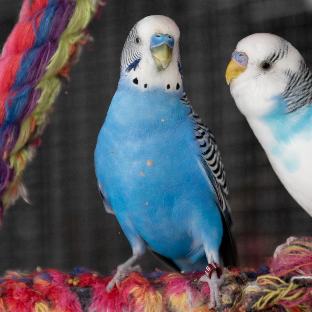 Adoptable Male Male