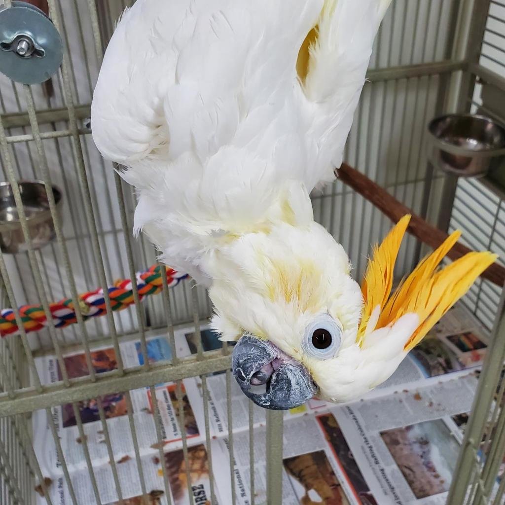 Baby - Cockatoo