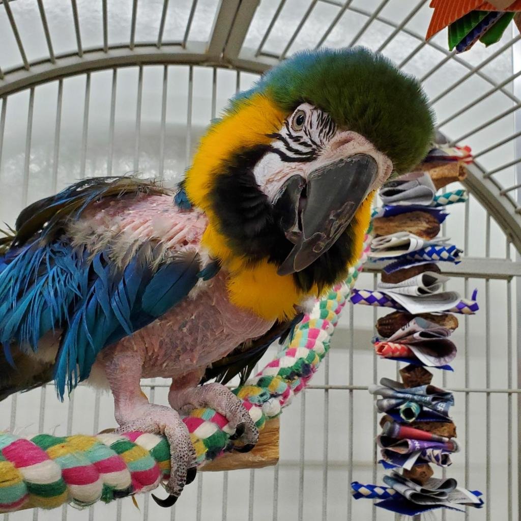 Chubby - Macaw