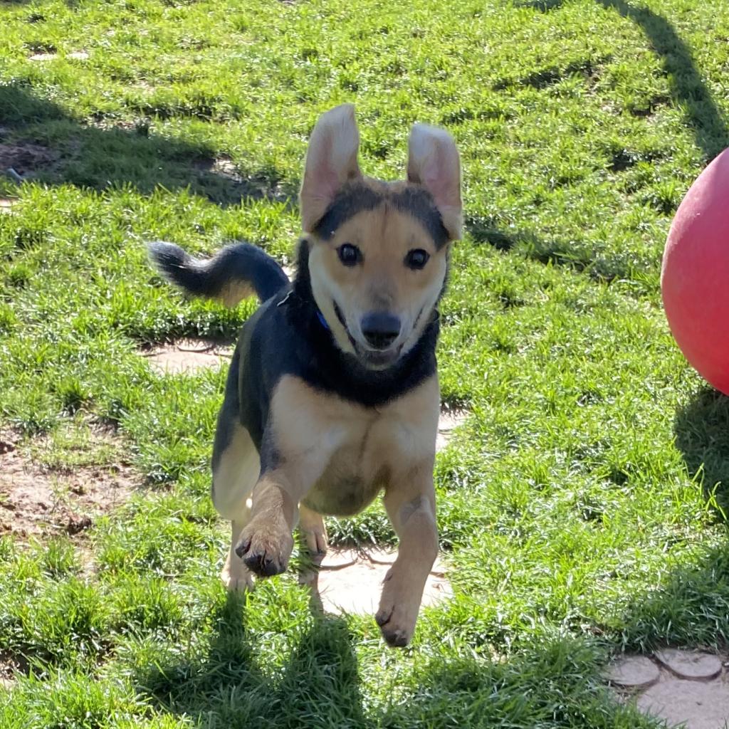 Adoptable Female Female