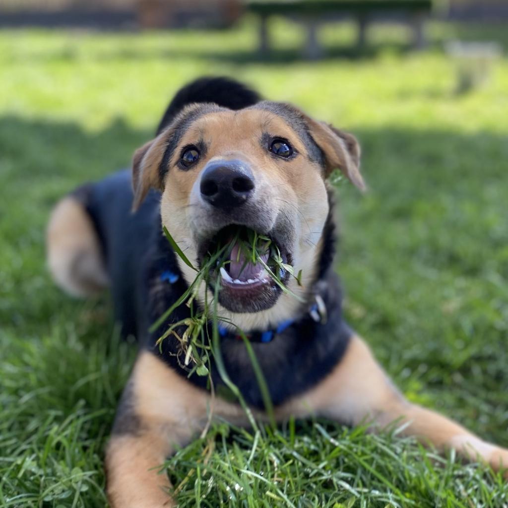 Adoptable Female Female