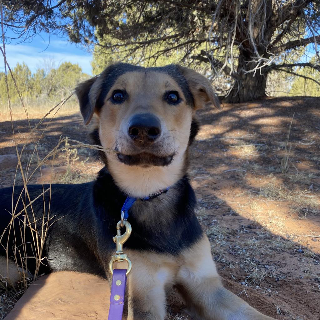 Adoptable Female Female